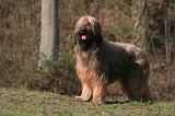 BRIARD 056